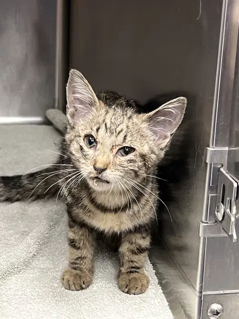 Unknown - Domestic Short Hair