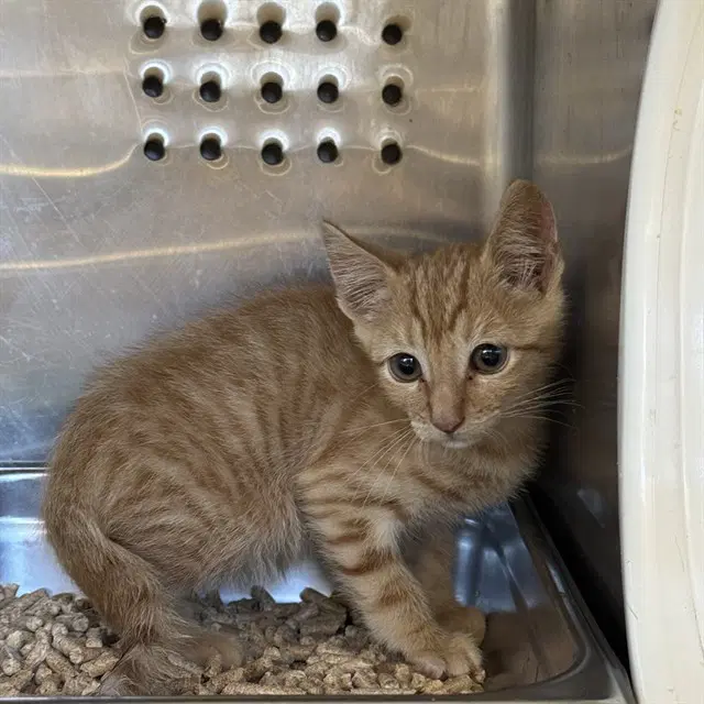 Unknown - Domestic Short Hair