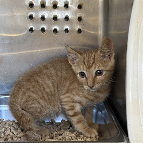 picture of the cat needing adoption