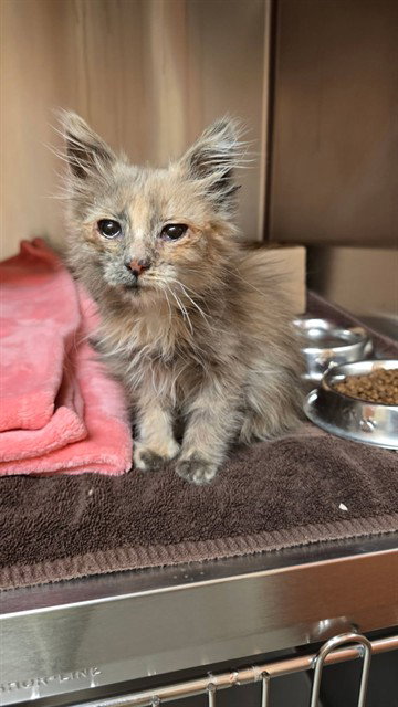 picture of the cat needing adoption