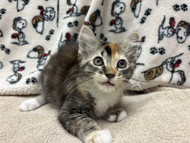 Unknown - Domestic Long Hair