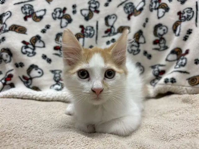 Unknown - Domestic Long Hair