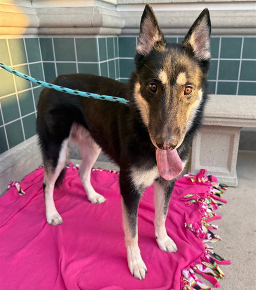 ALFIE, a dog for adoption from City of Rancho Cucamonga Animal Shelter