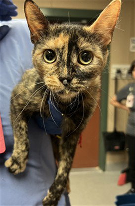 picture of the cat needing adoption