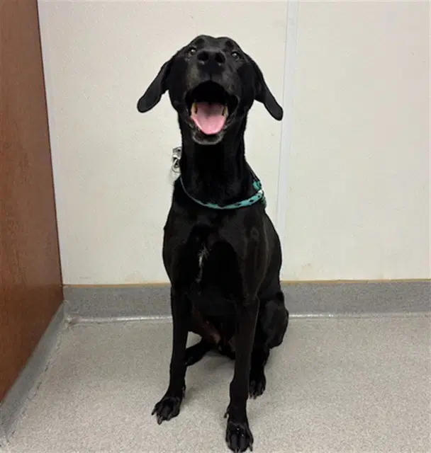 Oso Libre - Labrador Retriever