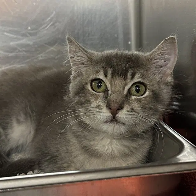 Violet - Domestic Short Hair