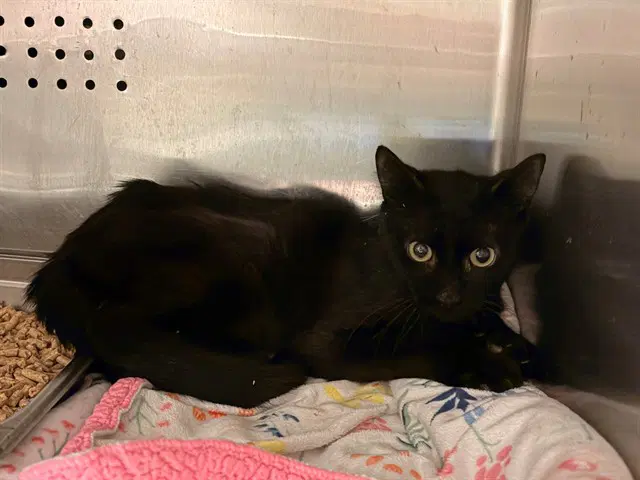 Unknown - Domestic Short Hair
