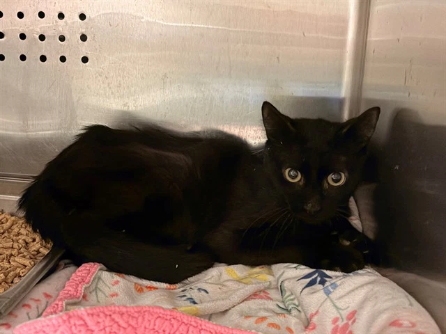 Salem