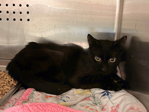 SALEM, a cat for adoption from City of Rancho Cucamonga Animal Shelter