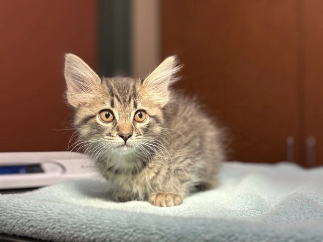 Freya