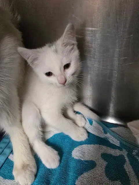 Poppy - Domestic Short Hair