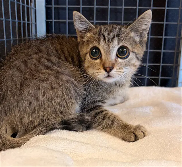 Rio - Domestic Short Hair