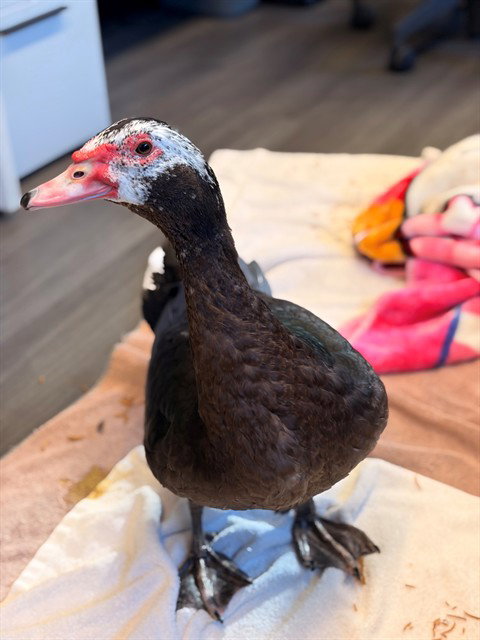 ALEJANDRO, a poultry for adoption from City of Rancho Cucamonga Animal Shelter