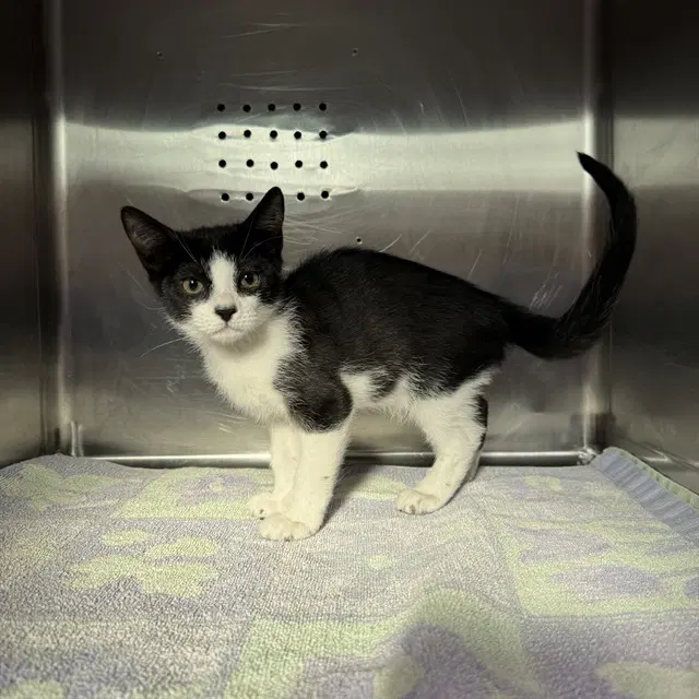 Patches - Domestic Short Hair