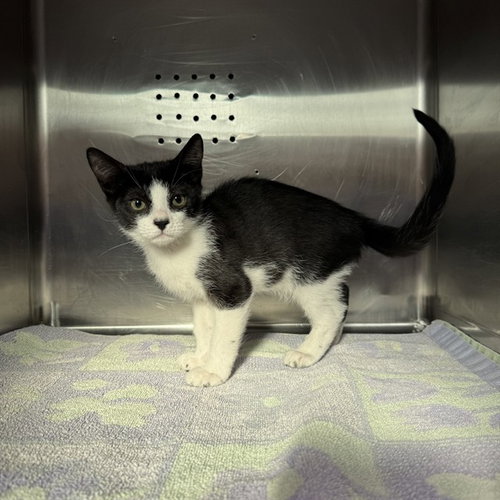 PATCHES, a cat for adoption from City of Rancho Cucamonga Animal Shelter