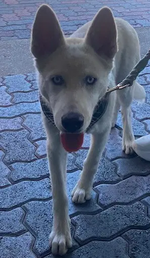 Unknown - Husky