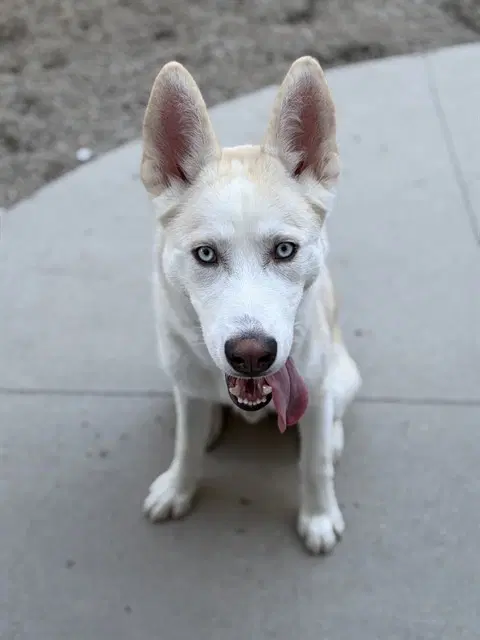 Toasted Marshmellow - Husky