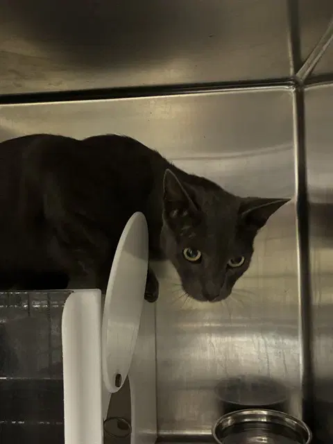 Malfoy - Domestic Short Hair