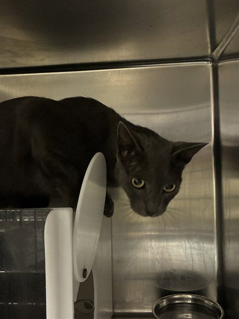 picture of the cat needing adoption