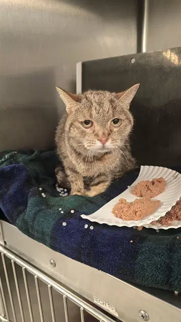 Karma - Domestic Short Hair