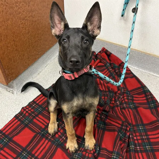 Unknown - Belgian Shepherd Malinois