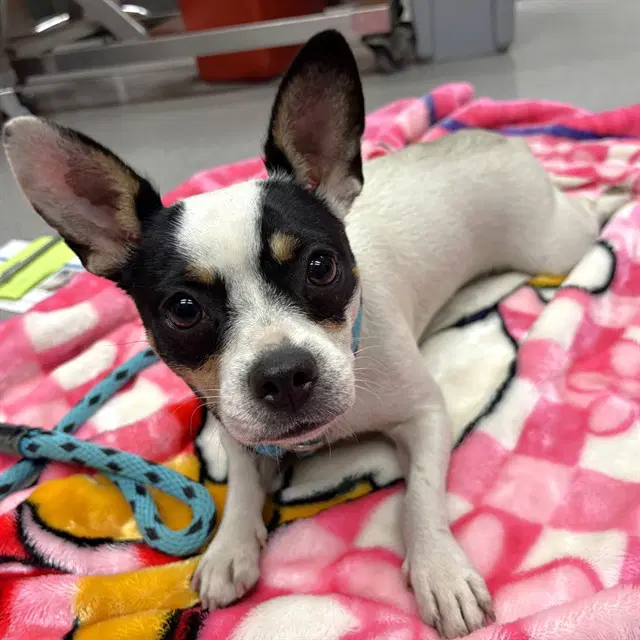 Unknown - Chihuahua