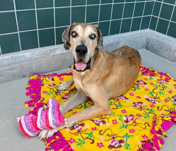Dually - Great Dane