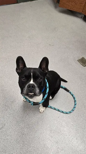 Unknown - French Bulldog