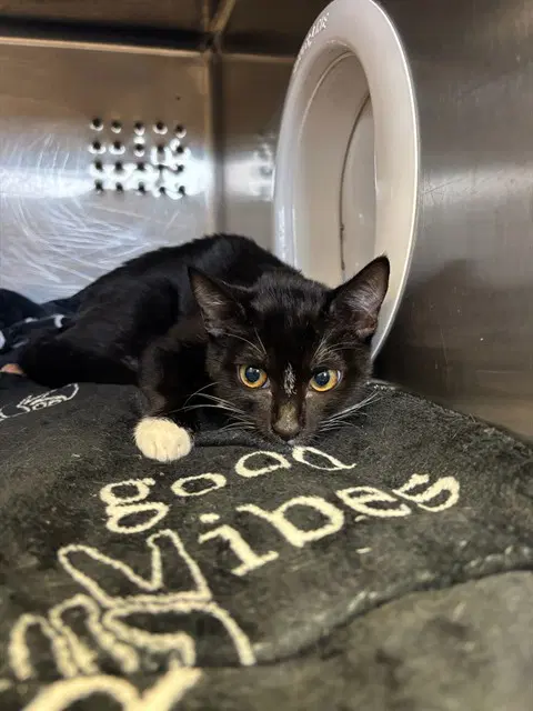 Myst - Domestic Short Hair