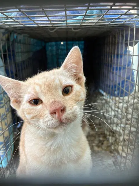 Foothill - Domestic Short Hair