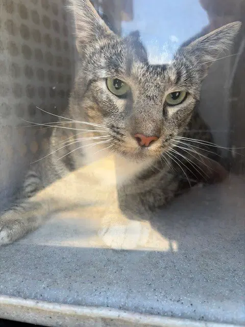 Chestnut - Domestic Short Hair