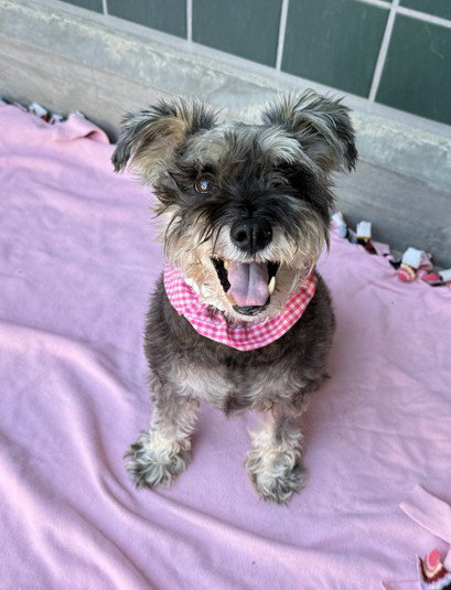 picture of the dog needing adoption