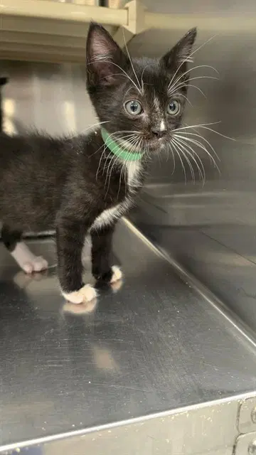 Sylvester - Domestic Short Hair