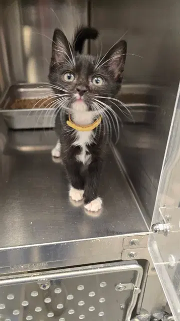 Felix - Domestic Short Hair
