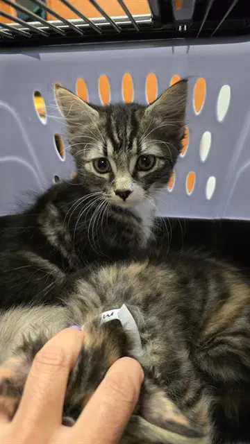 Gucci - Domestic Short Hair