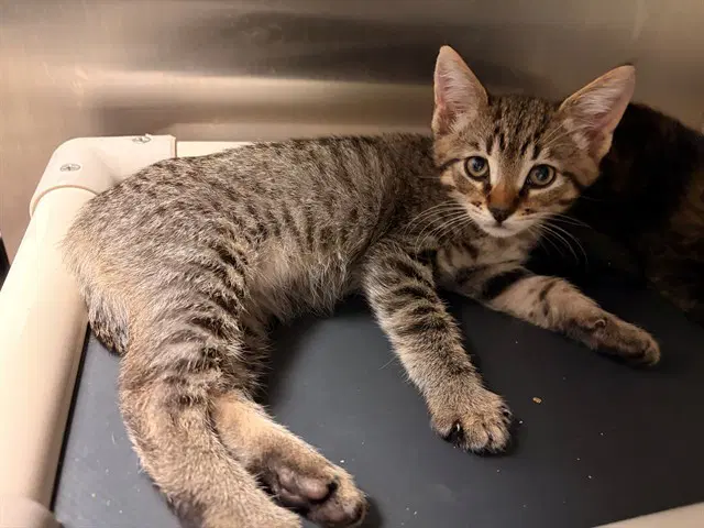 Ralphie - Domestic Short Hair