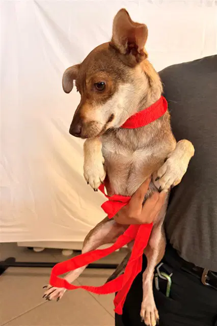 Unknown - Chihuahua