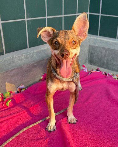 PEPPER, a dog for adoption from City of Rancho Cucamonga Animal Shelter
