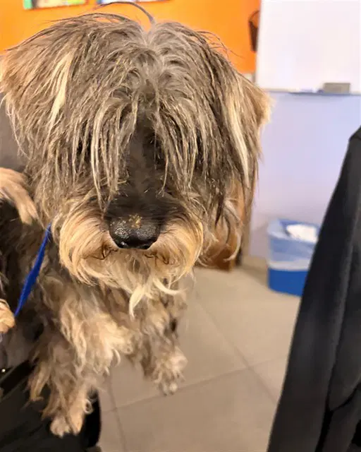 Unknown - Lhasa Apso