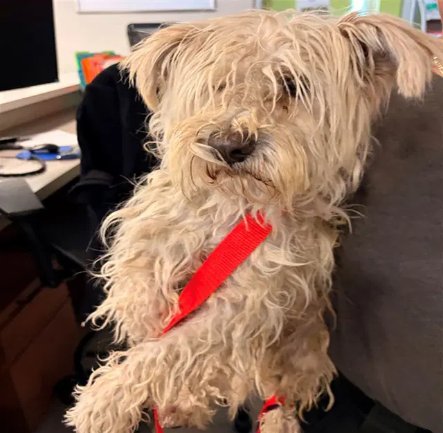 Unknown - Lhasa Apso