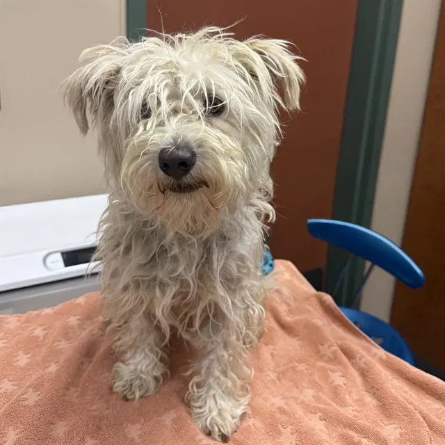 Unknown - Lhasa Apso