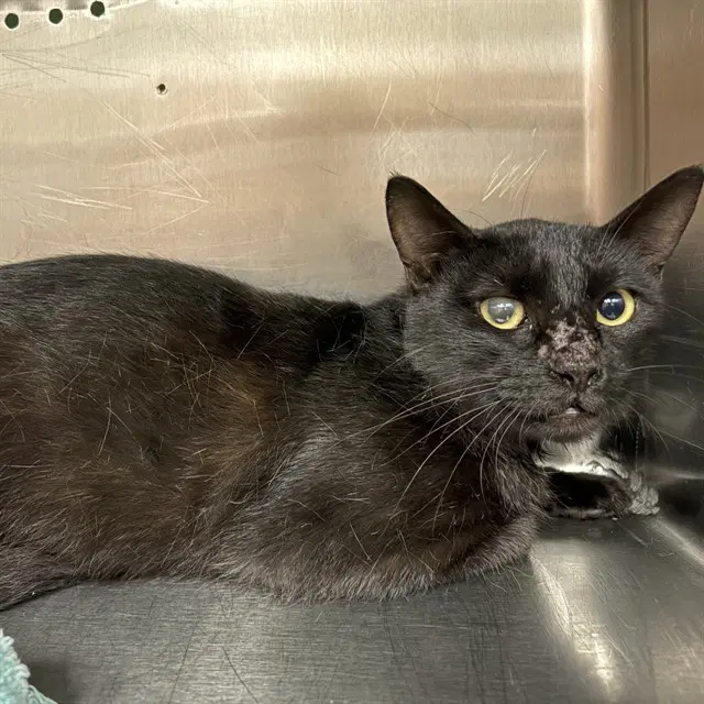 Unknown - Domestic Short Hair