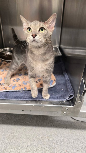 GUMBO, a cat for adoption from City of Rancho Cucamonga Animal Shelter