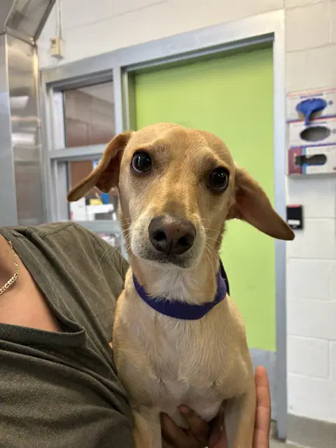 Ollie - Dachshund
