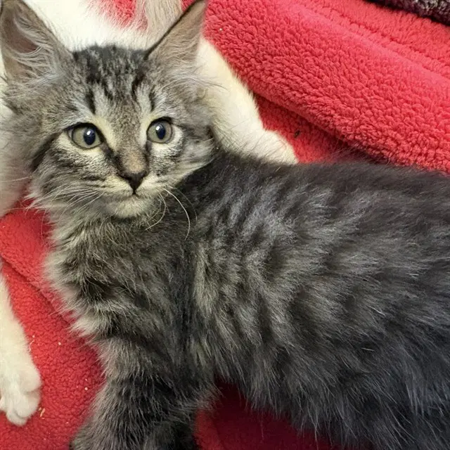 Unknown - Domestic Medium Hair