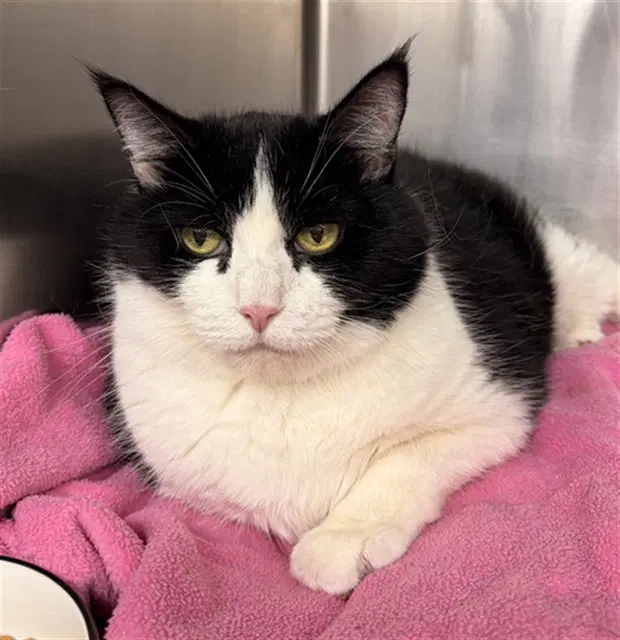 Mama Bear - Domestic Short Hair