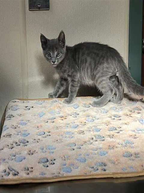 Unknown - Domestic Short Hair