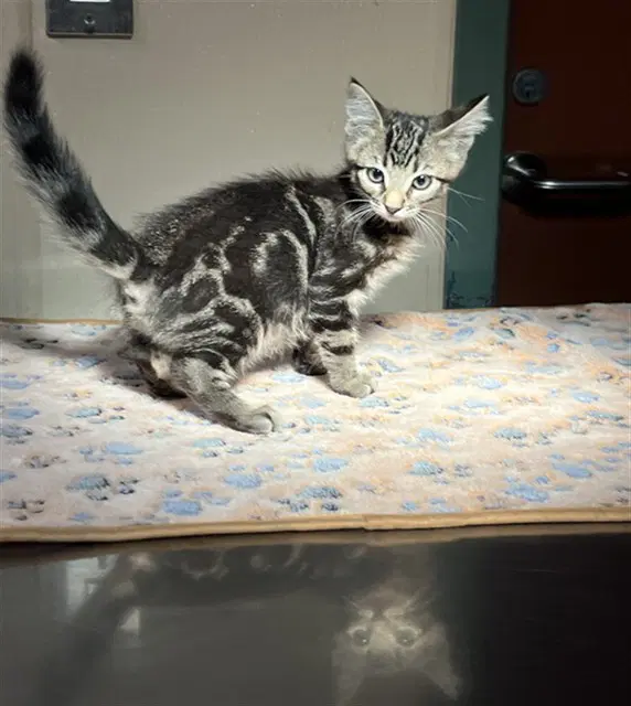 Unknown - Domestic Short Hair