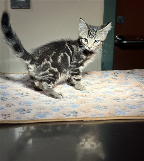 DEAN, a cat for adoption from City of Rancho Cucamonga Animal Shelter