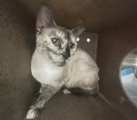 Unknown - Domestic Short Hair
